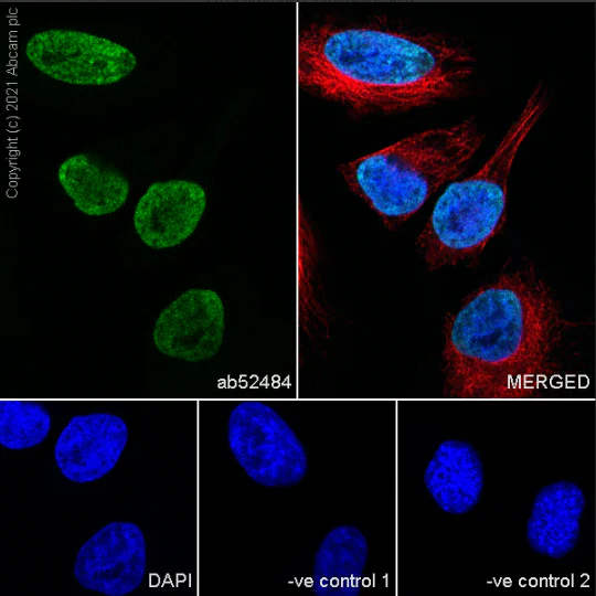 Immunocytochemistry/ Immunofluorescence - Anti-Histone H2B antibody [mAbcam 52484] - ChIP Grade (AB52484)