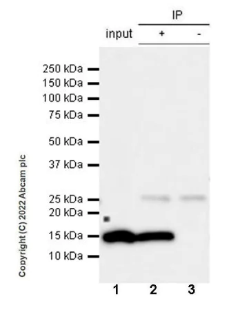 Immunoprecipitation - Anti-Histone H2B antibody [mAbcam 52484] - ChIP Grade (AB52484)