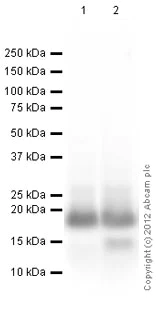 Western blot - Anti-Histone H2B antibody [mAbcam 52484] - ChIP Grade (AB52484)