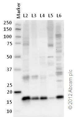 Western blot - Anti-Histone H2B antibody [mAbcam 52484] - ChIP Grade (AB52484)