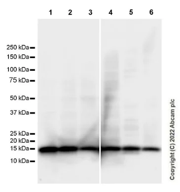 Western blot - Anti-Histone H2B antibody [mAbcam 52484] - ChIP Grade (AB52484)