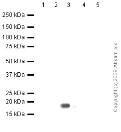 Western blot - Anti-Histone H2B antibody [mAbcam 52484] - ChIP Grade (AB52484)