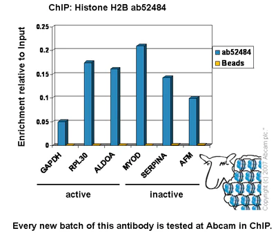 ChIP - Anti-Histone H2B antibody [mAbcam 52484] - ChIP Grade - BSA and Azide free (AB237964)