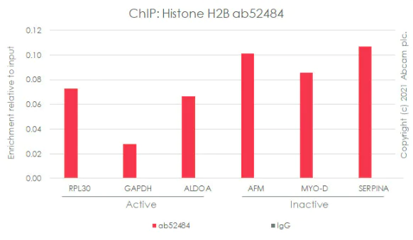 ChIP - Anti-Histone H2B antibody [mAbcam 52484] - ChIP Grade - BSA and Azide free (AB237964)
