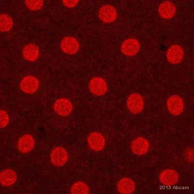 Immunocytochemistry/ Immunofluorescence - Anti-Histone H2B antibody [mAbcam 52484] - ChIP Grade - BSA and Azide free (AB237964)