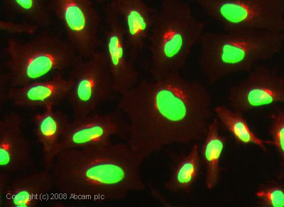 Immunocytochemistry/ Immunofluorescence - Anti-Histone H2B antibody [mAbcam 52484] - ChIP Grade - BSA and Azide free (AB237964)
