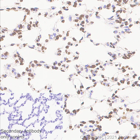 Immunohistochemistry (Formalin/PFA-fixed paraffin-embedded sections) - Anti-Histone H2B antibody [mAbcam 52484] - ChIP Grade - BSA and Azide free (AB237964)
