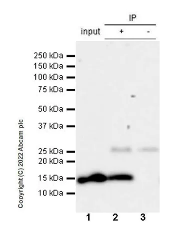 Immunoprecipitation - Anti-Histone H2B antibody [mAbcam 52484] - ChIP Grade - BSA and Azide free (AB237964)