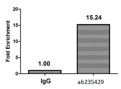 ChIP - Anti-Histone H2B (butyryl K5) antibody (AB235429)