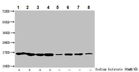 Western blot - Anti-Histone H2B (butyryl K5) antibody (AB235429)