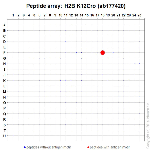 Peptide Array - Anti-Histone H2B (crotonyl K12) antibody [EPR17593] - BSA and Azide free (AB203950)