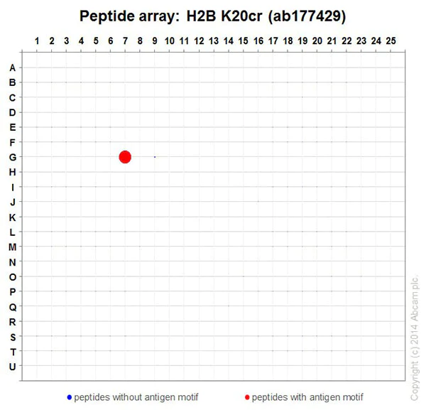 Peptide Array - Anti-Histone H2B (crotonyl K20) antibody [EPR17600] - BSA and Azide free (AB249970)