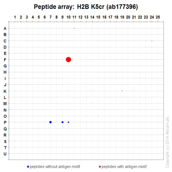 Peptide Array - Anti-Histone H2B (crotonyl K5) antibody [EPR17483] (AB177396)