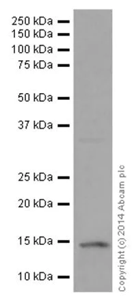 Western blot - Anti-Histone H2B (crotonyl K5) antibody [EPR17483] (AB177396)
