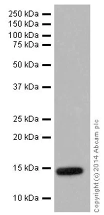 Western blot - Anti-Histone H2B (crotonyl K5) antibody [EPR17483] - BSA and Azide free (AB249966)