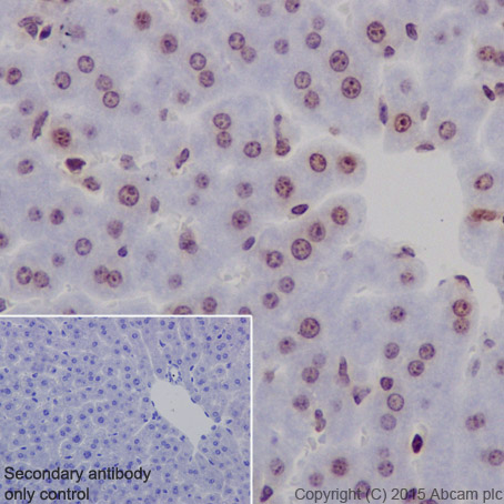 Immunohistochemistry (Formalin/PFA-fixed paraffin-embedded sections) - Anti-Histone H2B (formyl K108) antibody [EPR17697] - BSA and Azide free (AB249994), expandable thumbnail