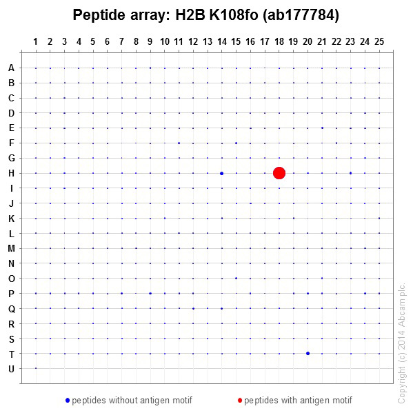 Peptide Array - Anti-Histone H2B (formyl K108) antibody [EPR17697] - BSA and Azide free (AB249994), expandable thumbnail
