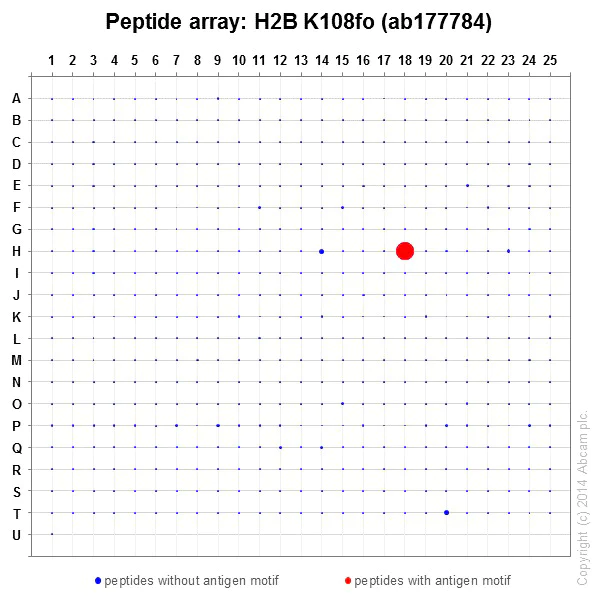 Peptide Array - Anti-Histone H2B (formyl K108) antibody [EPR17697] - BSA and Azide free (AB249994)
