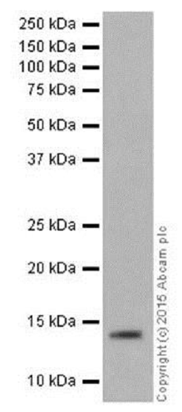 Western blot - Anti-Histone H2B (formyl K108) antibody [EPR17697] - BSA and Azide free (AB249994), expandable thumbnail