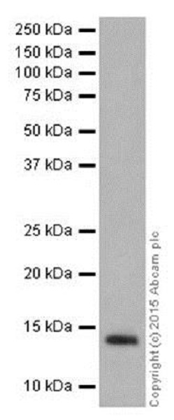 Western blot - Anti-Histone H2B (formyl K108) antibody [EPR17697] - BSA and Azide free (AB249994), expandable thumbnail