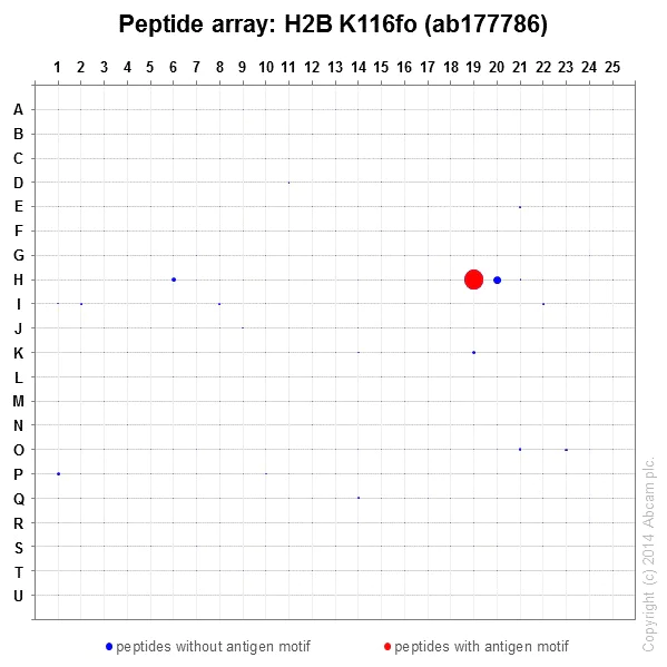 Peptide Array - Anti-Histone H2B (formyl K116) antibody [EPR17699] (AB177786)