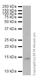 Western blot - Anti-Histone H2B (formyl K116) antibody [EPR17699] (AB177786)