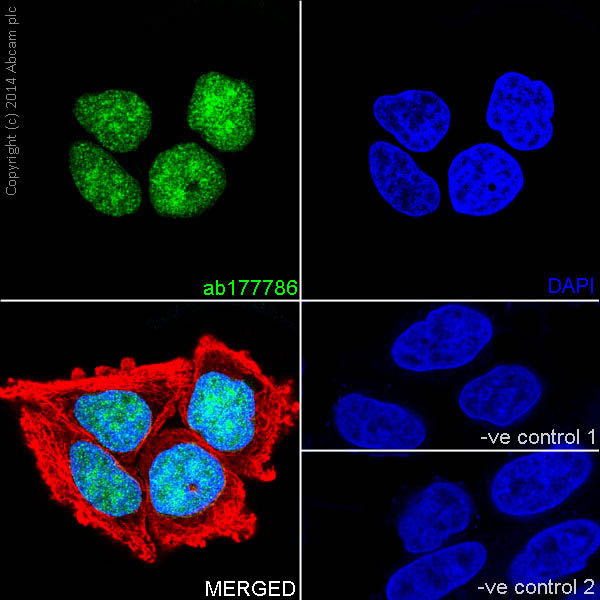Immunocytochemistry/ Immunofluorescence - Anti-Histone H2B (formyl K116) antibody [EPR17699] - BSA and Azide free (AB249995), expandable thumbnail
