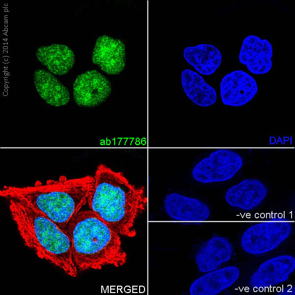 Immunocytochemistry/ Immunofluorescence - Anti-Histone H2B (formyl K116) antibody [EPR17699] - BSA and Azide free (AB249995)