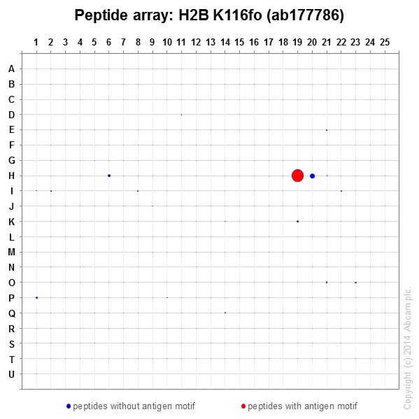 Peptide Array - Anti-Histone H2B (formyl K116) antibody [EPR17699] - BSA and Azide free (AB249995), expandable thumbnail