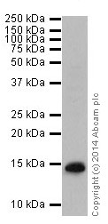 Western blot - Anti-Histone H2B (formyl K116) antibody [EPR17699] - BSA and Azide free (AB249995), expandable thumbnail