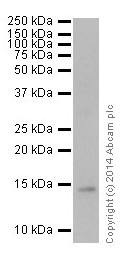 Western blot - Anti-Histone H2B (formyl K116) antibody [EPR17699] - BSA and Azide free (AB249995), expandable thumbnail