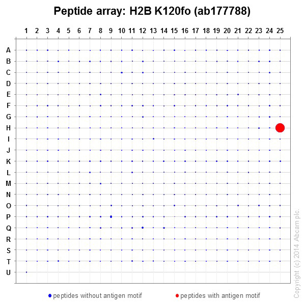 Peptide Array - Anti-Histone H2B (formyl K120) antibody [EPR17701] - BSA and Azide free (AB249997), expandable thumbnail