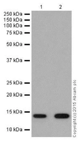 Western blot - Anti-Histone H2B (formyl K120) antibody [EPR17701] - BSA and Azide free (AB249997)