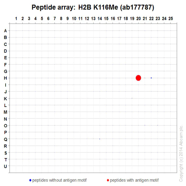 Peptide Array - Anti-Histone H2B (mono methyl K116) antibody [EPR17700] (AB177787)