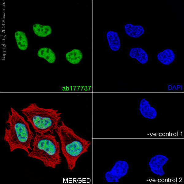 Immunocytochemistry/ Immunofluorescence - Anti-Histone H2B (mono methyl K116) antibody [EPR17700] - BSA and Azide free (AB249996), expandable thumbnail