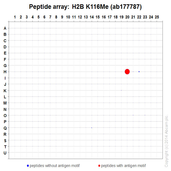 Peptide Array - Anti-Histone H2B (mono methyl K116) antibody [EPR17700] - BSA and Azide free (AB249996), expandable thumbnail