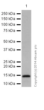 Western blot - Anti-Histone H2B (mono methyl K116) antibody [EPR17700] - BSA and Azide free (AB249996)