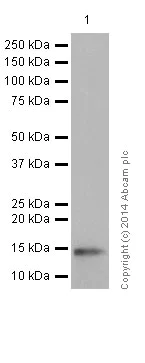 Western blot - Anti-Histone H2B (mono methyl K116) antibody [EPR17700] - BSA and Azide free (AB249996)