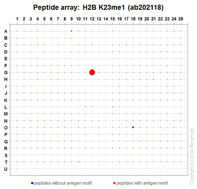 Peptide Array - Anti-Histone H2B (mono methyl K23) antibody [EPR17603] (AB202118)