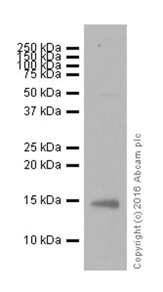 Western blot - Anti-Histone H2B (mono methyl K23) antibody [EPR17603] (AB202118)