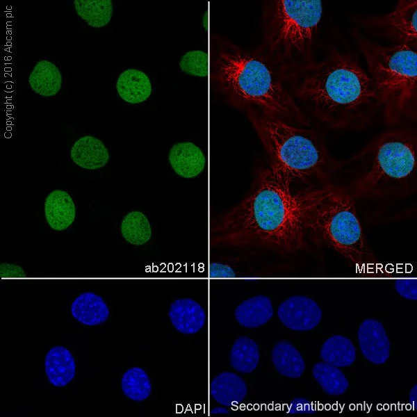Immunocytochemistry/ Immunofluorescence - Anti-Histone H2B (mono methyl K23) antibody [EPR17603] - BSA and Azide free (AB251365)