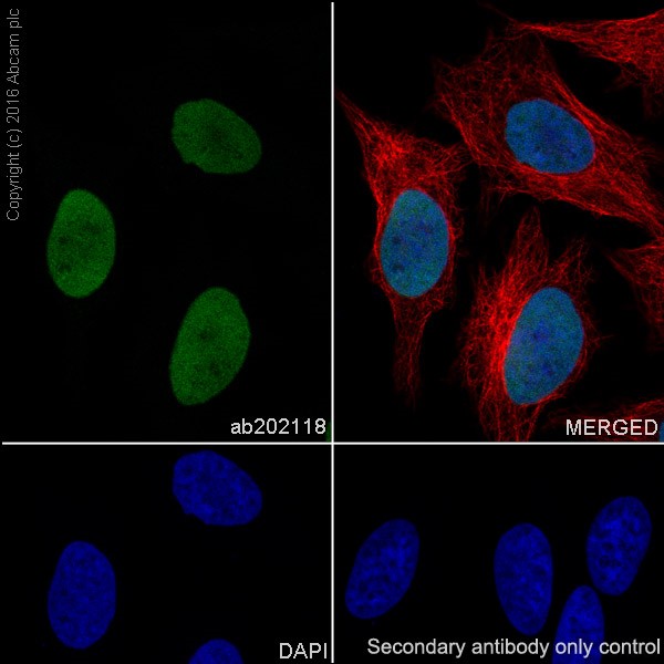 Immunocytochemistry/ Immunofluorescence - Anti-Histone H2B (mono methyl K23) antibody [EPR17603] - BSA and Azide free (AB251365), expandable thumbnail