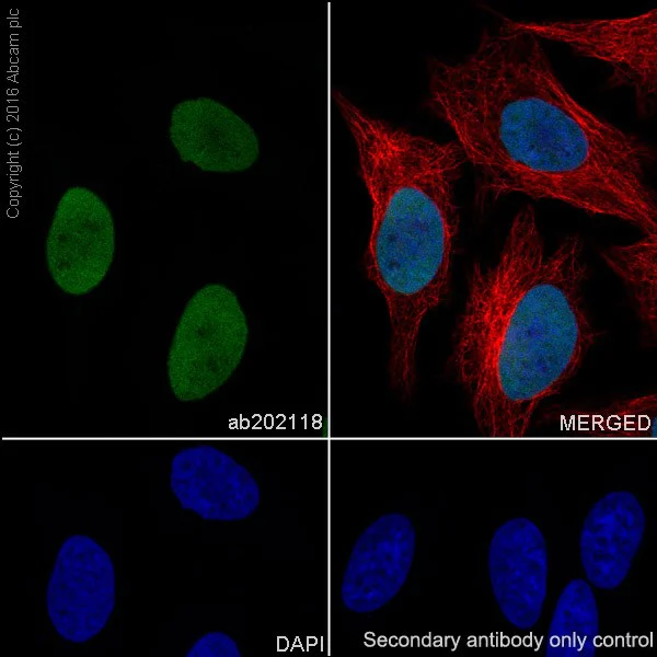 Immunocytochemistry/ Immunofluorescence - Anti-Histone H2B (mono methyl K23) antibody [EPR17603] - BSA and Azide free (AB251365)