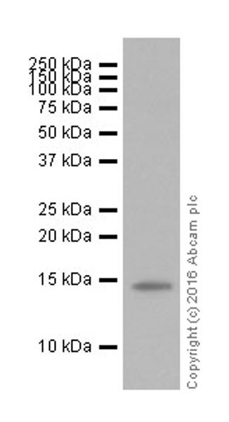 Western blot - Anti-Histone H2B (mono methyl K23) antibody [EPR17603] - BSA and Azide free (AB251365), expandable thumbnail