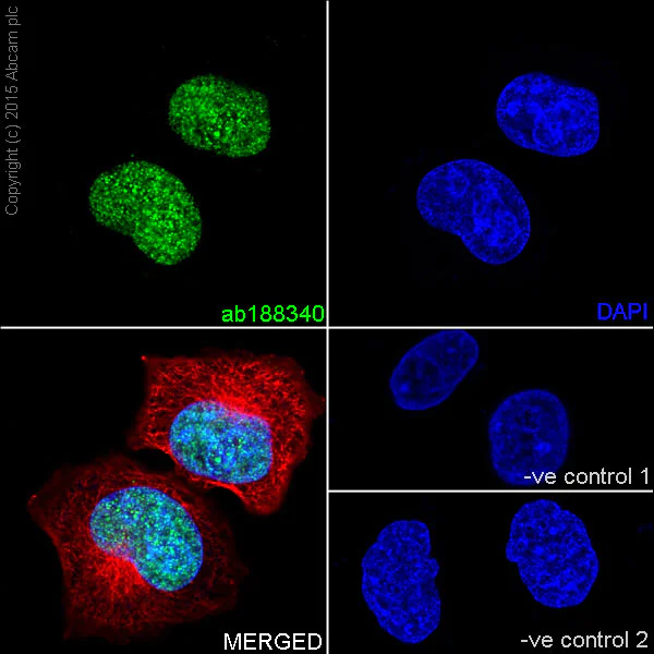 Immunocytochemistry/ Immunofluorescence - Anti-Histone H2B (mono methyl K5) antibody [EPR18092] (AB188340)