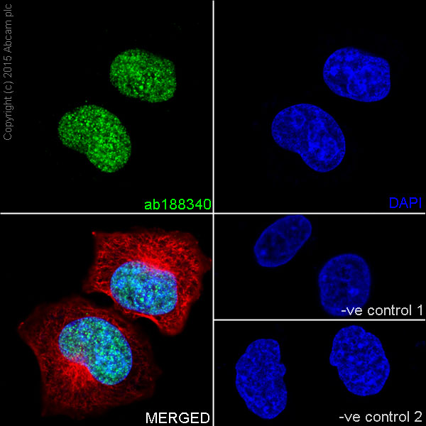Immunocytochemistry/ Immunofluorescence - Anti-Histone H2B (mono methyl K5) antibody [EPR18092] - BSA and Azide free (AB250960), expandable thumbnail