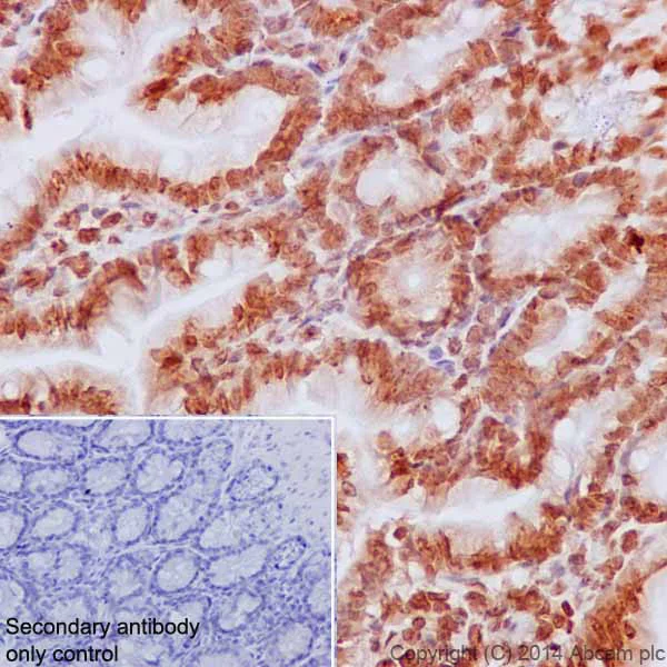 Immunohistochemistry (Formalin/PFA-fixed paraffin-embedded sections) - Anti-Histone H2B (mono methyl K5) antibody [EPR18092] - BSA and Azide free (AB250960)