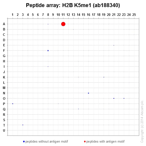 Peptide Array - Anti-Histone H2B (mono methyl K5) antibody [EPR18092] - BSA and Azide free (AB250960)