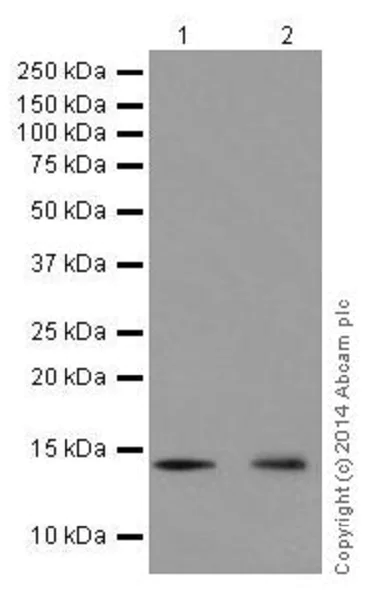 Western blot - Anti-Histone H2B (mono methyl K5) antibody [EPR18092] - BSA and Azide free (AB250960)