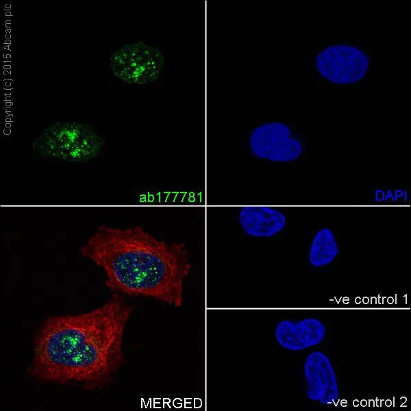 Immunocytochemistry/ Immunofluorescence - Anti-Histone H2B (mono methyl K85) antibody [EPR17613] - BSA and Azide free (AB249993)